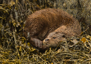 Shetland otter, otter photography, BWPA, Shetland Isles, wildlife photography, nature photography, Shetland Wildlife photography, awards, Highly Commended, Photography Awards