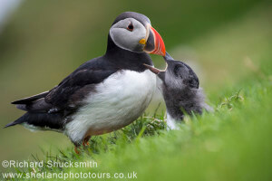 Shetland puffin, Puffin photography, BWPA, Shetland Isles, wildlife photography, nature photography, Shetland Wildlife photography, awards, Highly Commended, Photography Awards