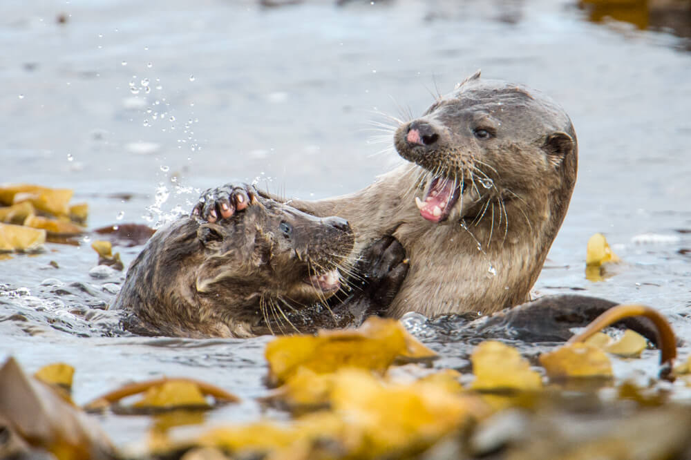 Shetland Otter Photography